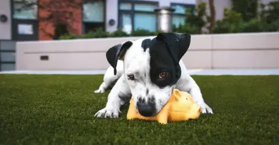 Tapis alternatif : du gazon artificiel à l'intérieur